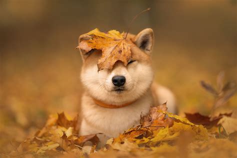 shiba inu photography|Shiba Inu Royalty